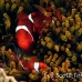 anemonefish_spinecheek_mid_h_0705_png1351.jpg